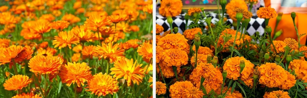 marigold flower.jpg
